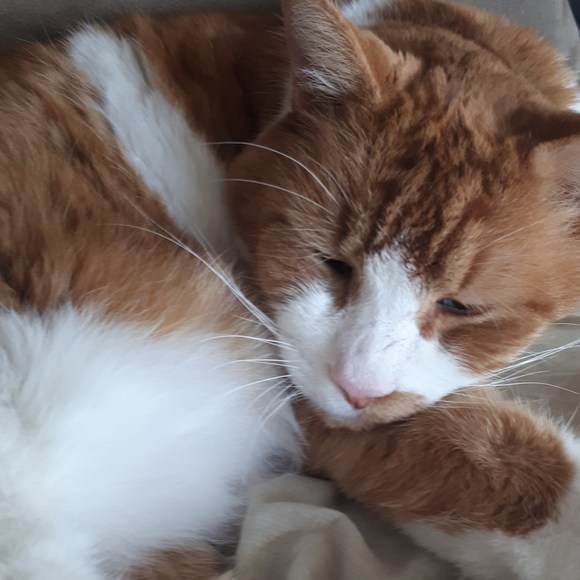 Meet your Posher, Sonja - Picture 1 of 1